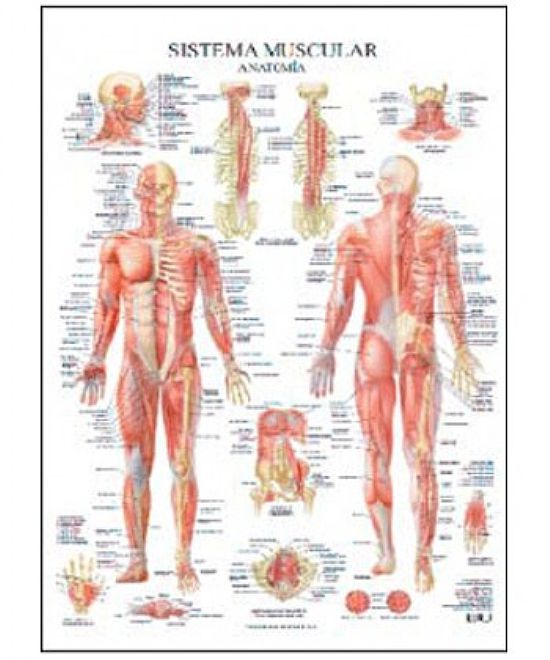 SISTEMA MUSCULAR